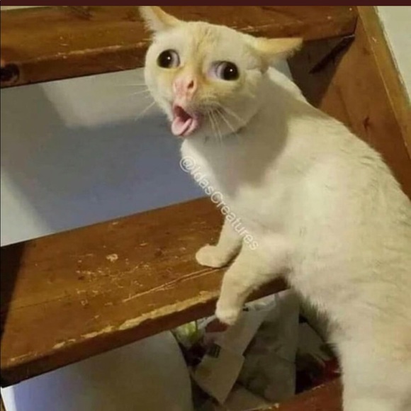 Meet your Posher, Jack - Picture 1 of 1